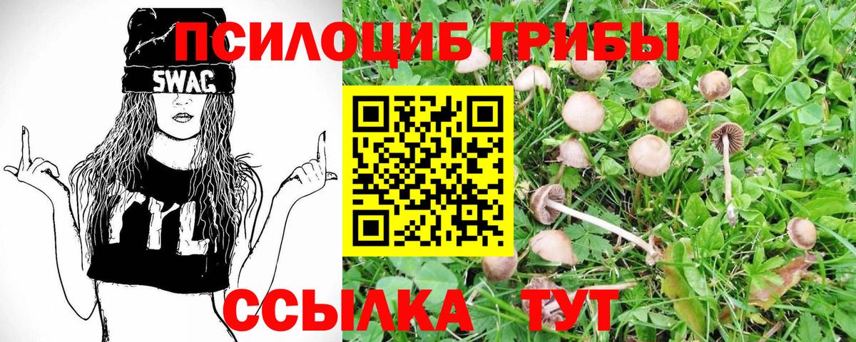 Псилоцибиновые грибы GOLDEN TEACHER  Вход с VPN  Псилоцибиновые грибы GOLDEN TEACHER  Тайшет 